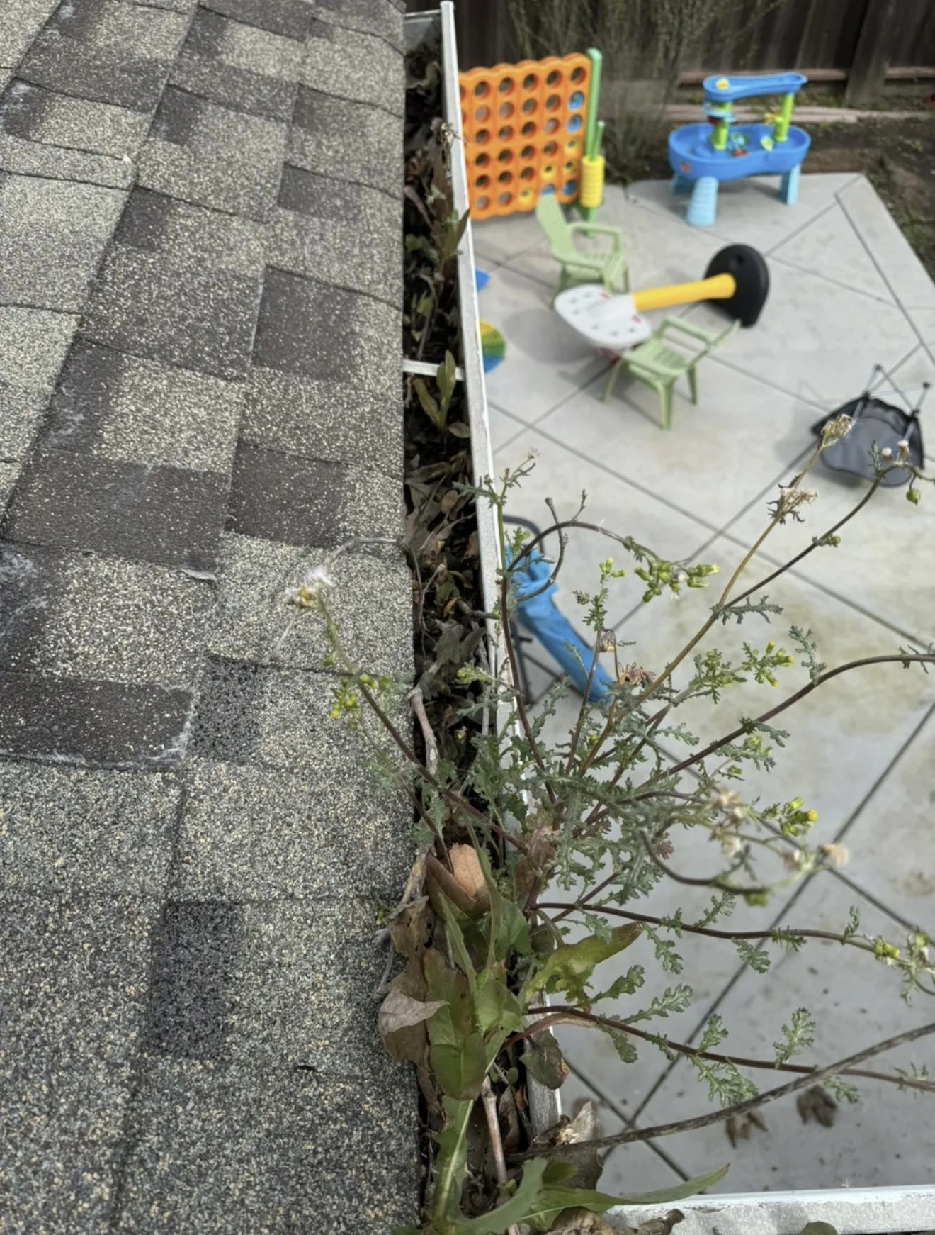 Gutter filled with leaves and weeds before cleaning